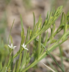 Thesium rostratum