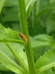 Aphrodinae