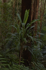 Cordyline petiolaris