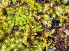 Hypnum plumaeforme