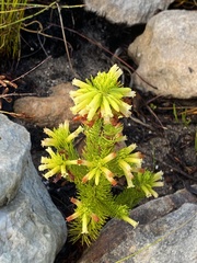 Erica viscaria