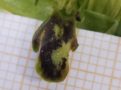 Ophrys fusca funerea