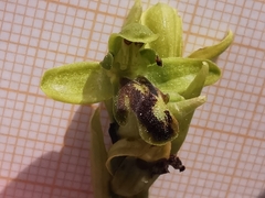Ophrys fusca funerea