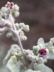 Chenopodium curvispicatum