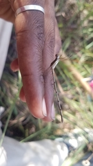 Lestes ochraceus