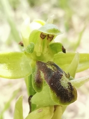 Ophrys fusca funerea