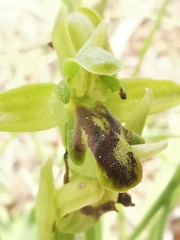 Ophrys fusca funerea