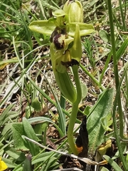 Ophrys fusca funerea