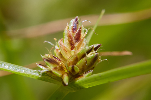 Cyperus melanostachyus, photograph 6
