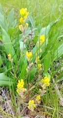 Castilleja kraliana