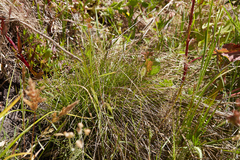 Cyperus niger