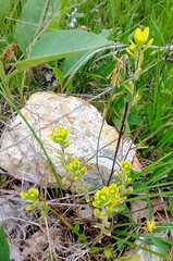 Castilleja kraliana