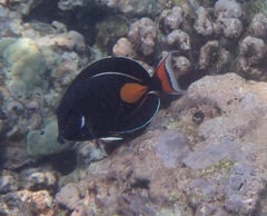 Acanthurus achilles