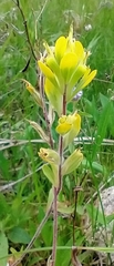 Castilleja kraliana