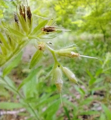 Lithospermum decipiens