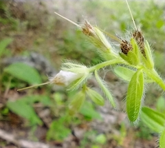 Lithospermum decipiens