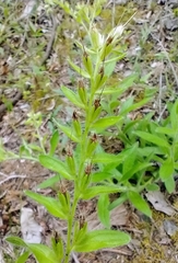Lithospermum decipiens