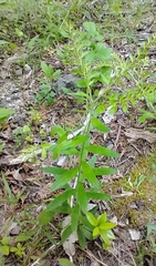 Lithospermum decipiens