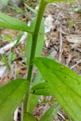 Lithospermum decipiens