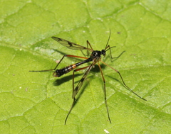Ptychoptera contaminata