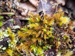 Pyrrhobryum spiniforme