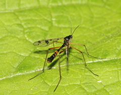 Ptychoptera contaminata