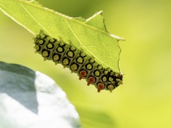 Cyclosia papilionaris