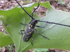 Batocera lineolata