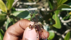 Palpopleura