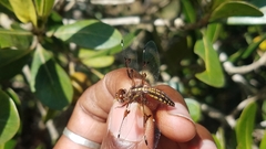 Palpopleura