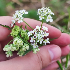 Anthriscus sylvestris