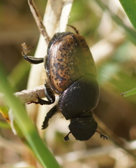 Onthophagus fracticornis