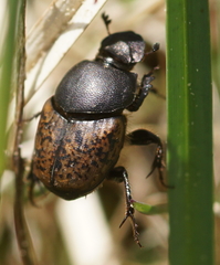 Onthophagus fracticornis