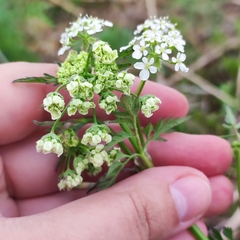 Anthriscus sylvestris