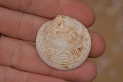 Dosinia crocea