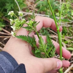 Anthriscus sylvestris