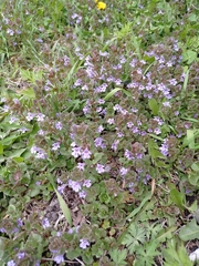 Glechoma hederacea