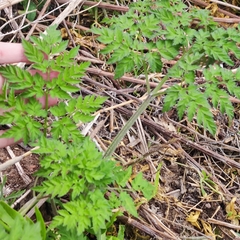 Anthriscus sylvestris