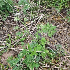 Anthriscus sylvestris