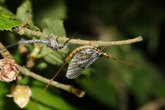 Ephemera vulgata