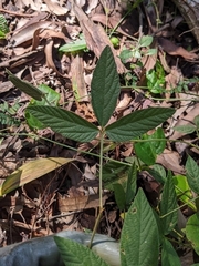 Flemingia parviflora