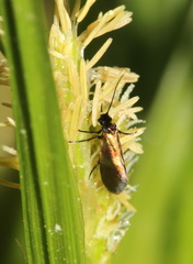 Micropterix mansuetella