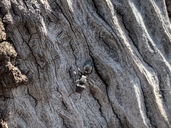 Cephalotes texanus