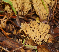 Phaeoclavulina flaccida