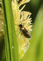 Micropterix mansuetella