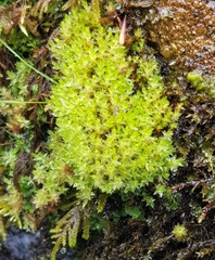 Ptychostomum pseudotriquetrum