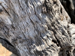 Cephalotes texanus