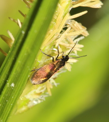 Micropterix mansuetella