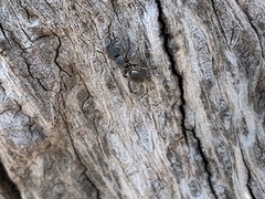Cephalotes texanus