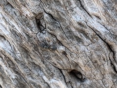 Cephalotes texanus